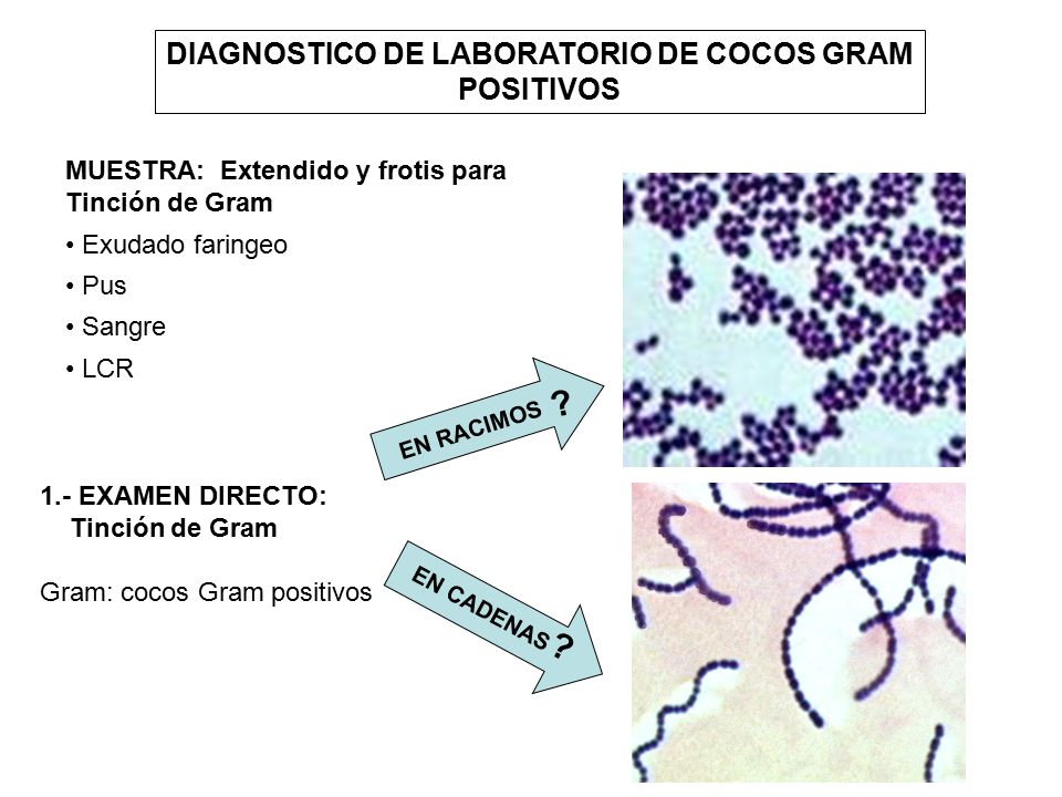 COCOS GRAM POSITIVOS Microbiología Médica I Tema # ppt descargar