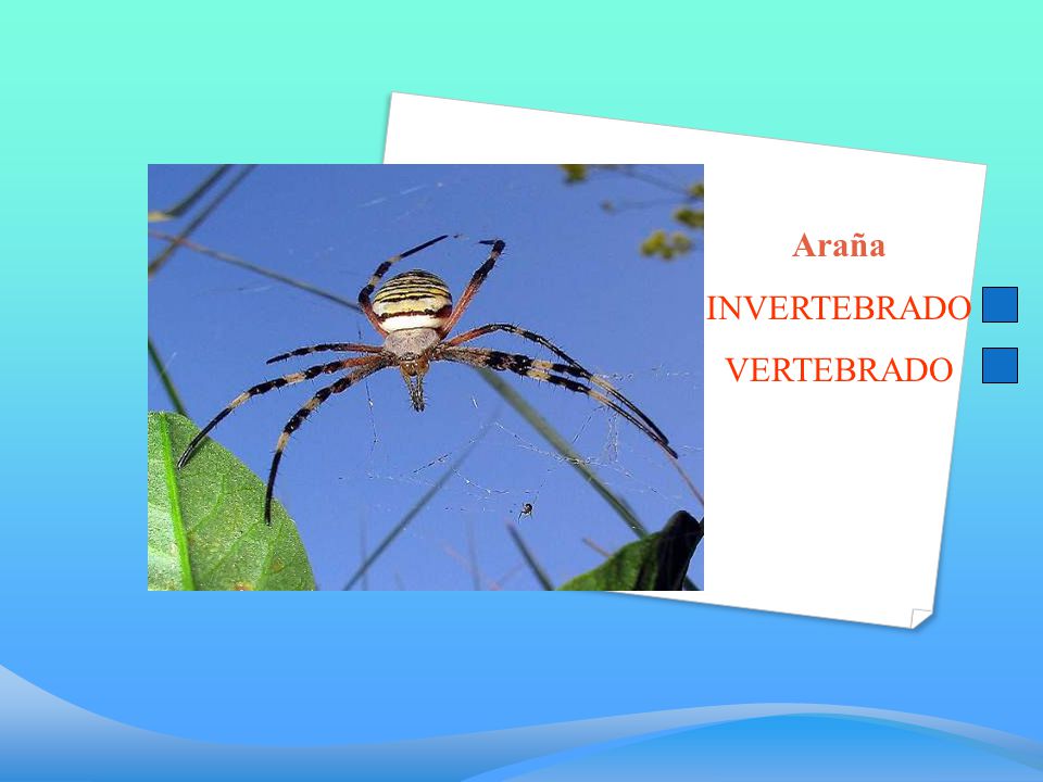 Araña INVERTEBRADO VERTEBRADO