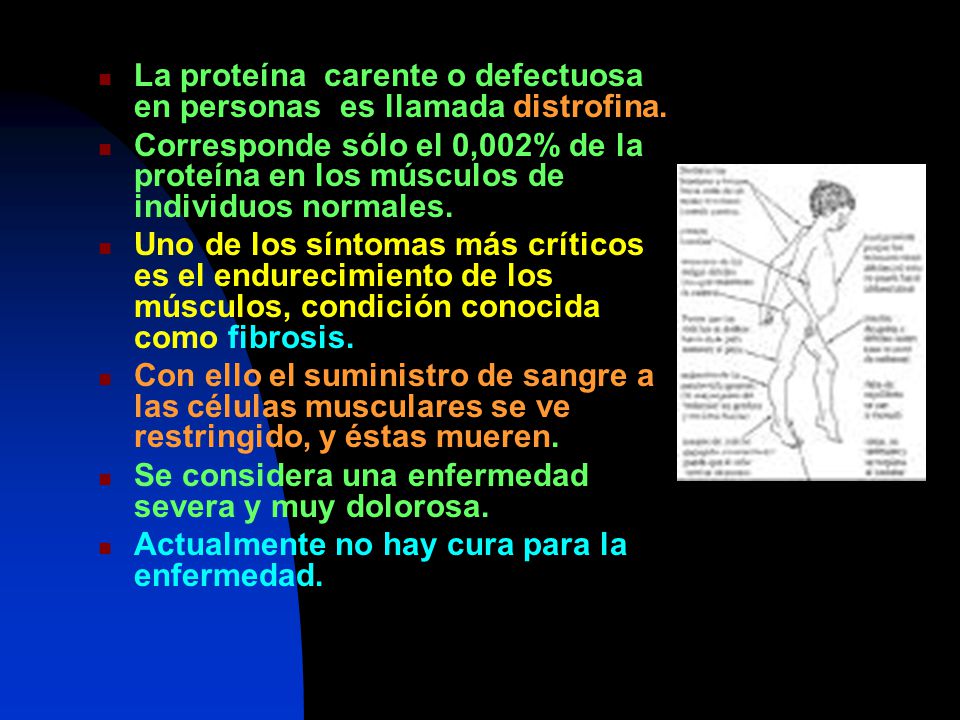 La proteína carente o defectuosa en personas es llamada distrofina.