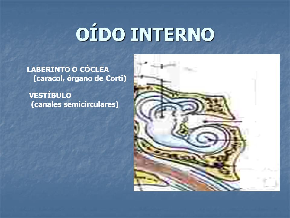 OÍDO INTERNO LABERINTO O CÓCLEA (caracol, órgano de Corti) VESTÍBULO