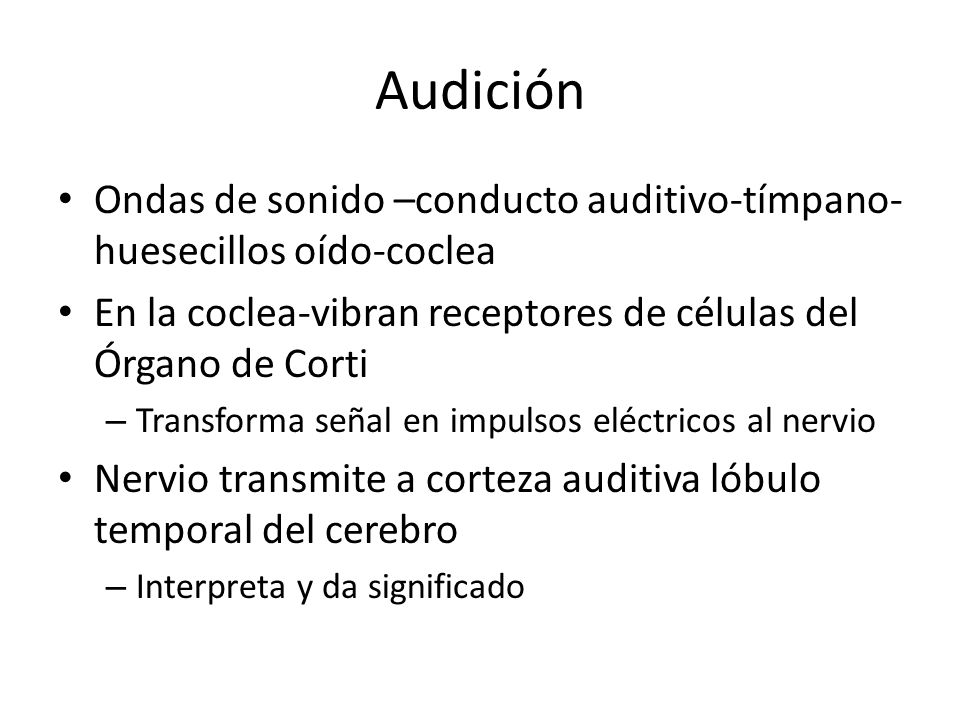 Audición Ondas de sonido –conducto auditivo-tímpano-huesecillos oído-coclea. En la coclea-vibran receptores de células del Órgano de Corti.
