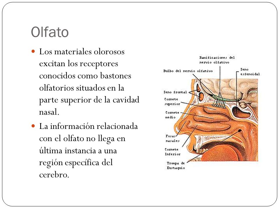 Olfato Los materiales olorosos excitan los receptores conocidos como bastones olfatorios situados en la parte superior de la cavidad nasal.