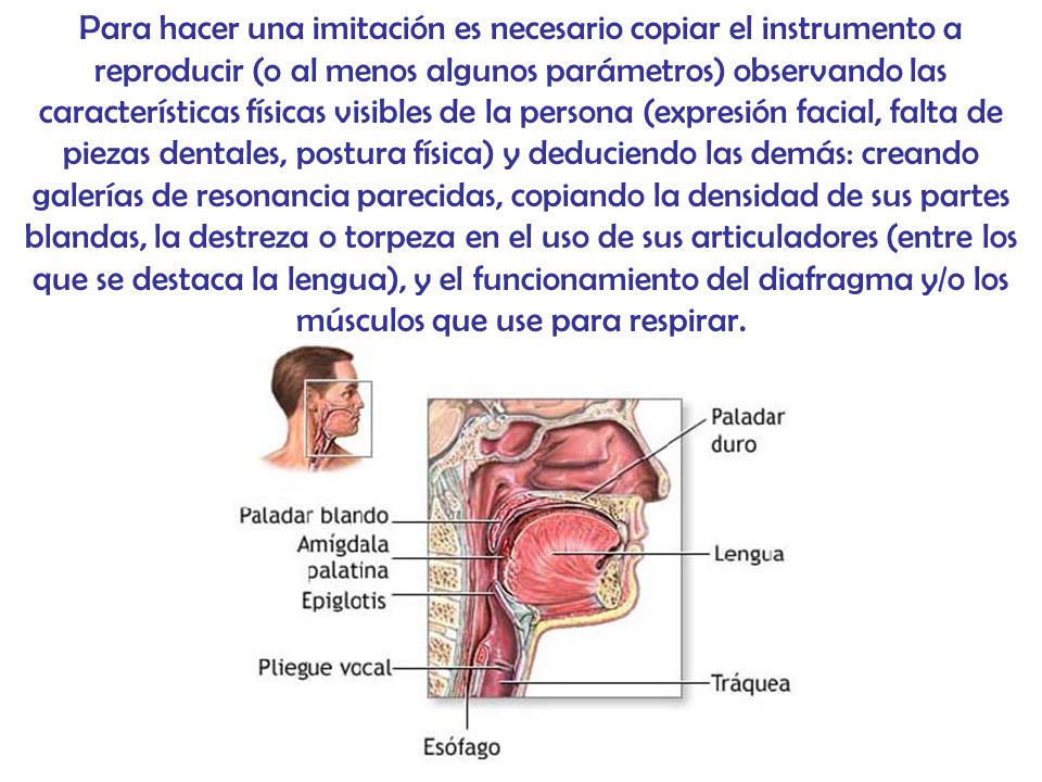 Para hacer una imitación es necesario copiar el instrumento a reproducir (o al menos algunos parámetros) observando las características físicas visibles de la persona (expresión facial, falta de piezas dentales, postura física) y deduciendo las demás: creando galerías de resonancia parecidas, copiando la densidad de sus partes blandas, la destreza o torpeza en el uso de sus articuladores (entre los que se destaca la lengua), y el funcionamiento del diafragma y/o los músculos que use para respirar.