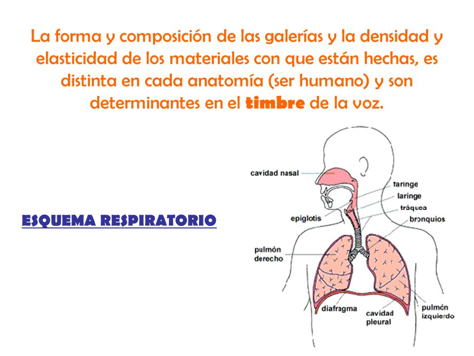 La forma y composición de las galerías y la densidad y elasticidad de los materiales con que están hechas, es distinta en cada anatomía (ser humano) y son determinantes en el timbre de la voz.