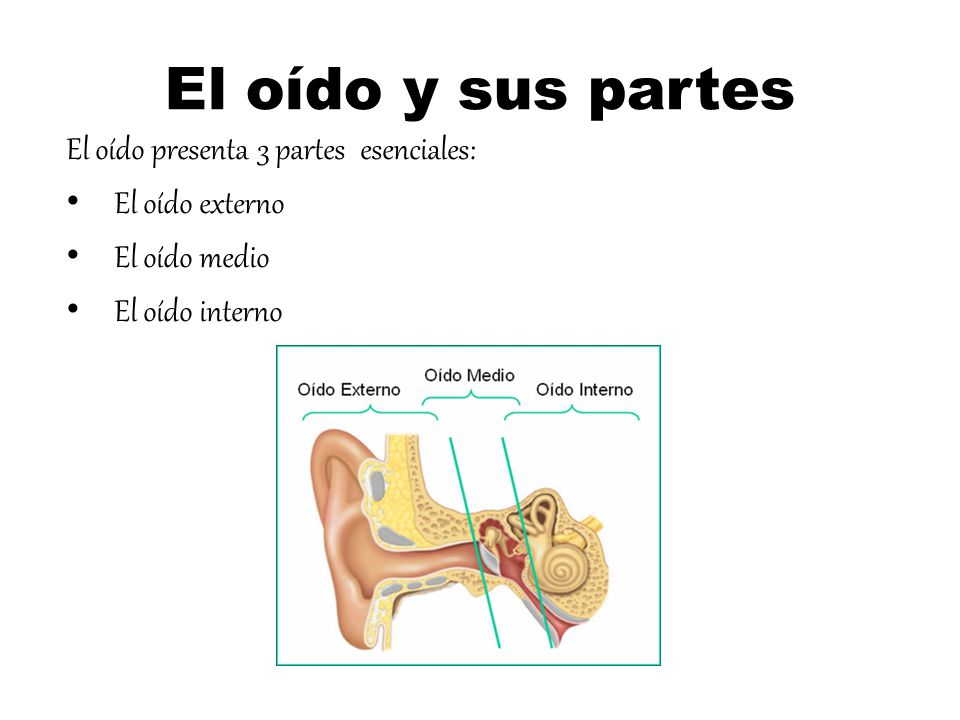 El oído y sus partes El oído presenta 3 partes esenciales:
