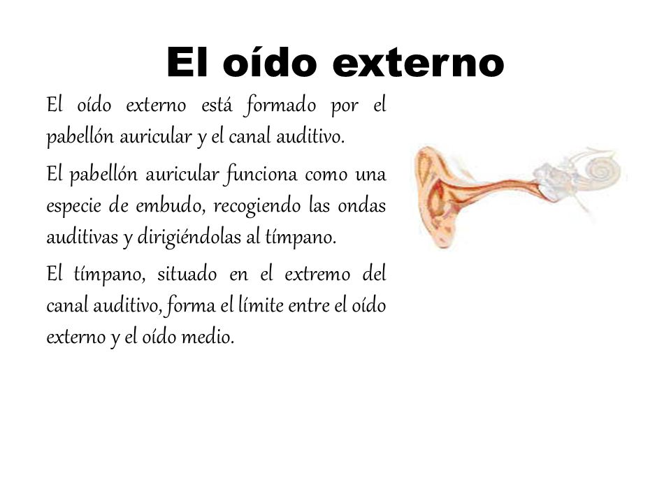 El oído externo El oído externo está formado por el pabellón auricular y el canal auditivo.