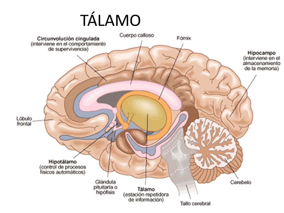 Cuerpo calloso liso y lóbulo frontal