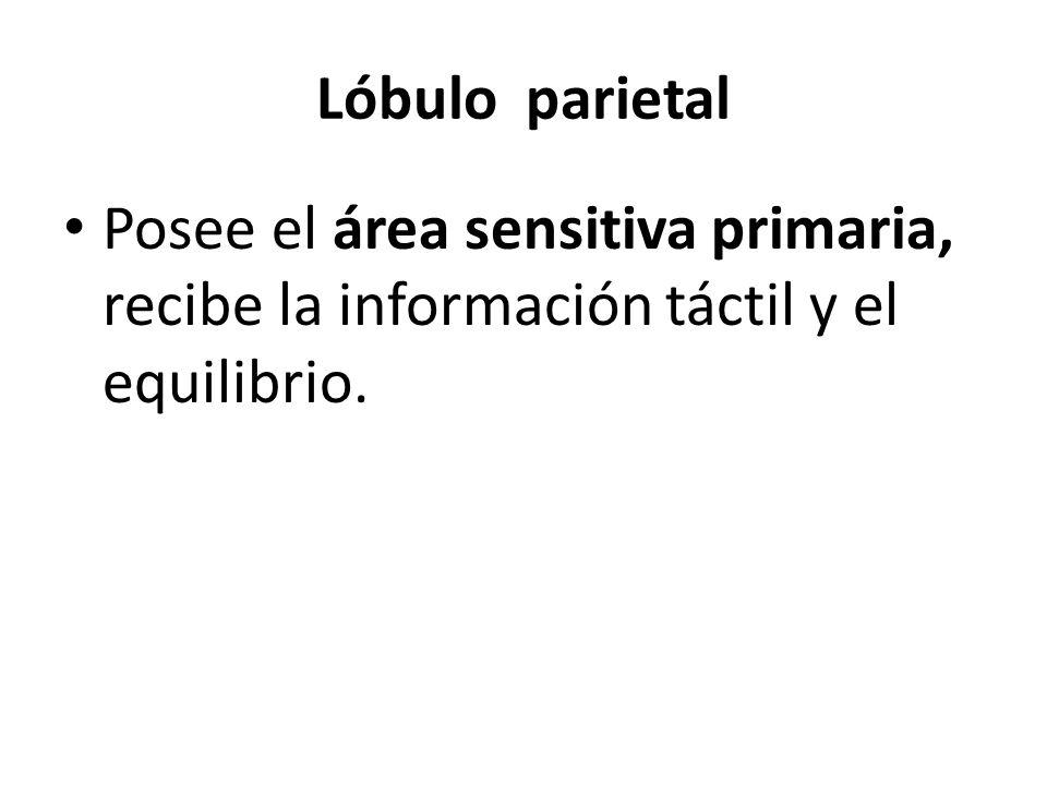 Lóbulo parietal Posee el área sensitiva primaria, recibe la información táctil y el equilibrio.