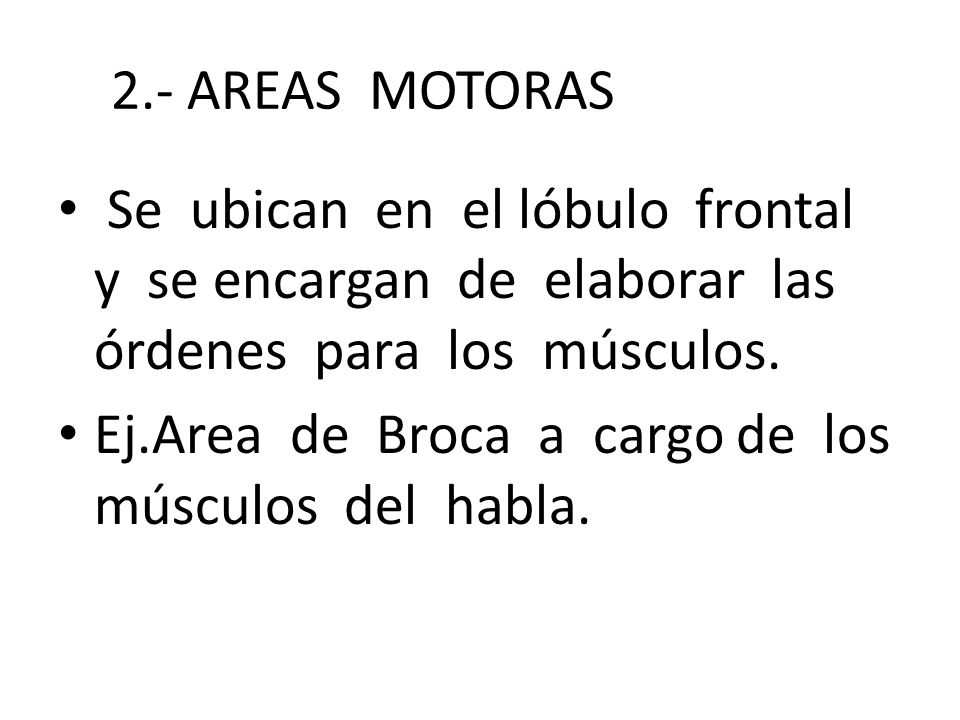 2.- AREAS MOTORAS Se ubican en el lóbulo frontal y se encargan de elaborar las órdenes para los músculos.
