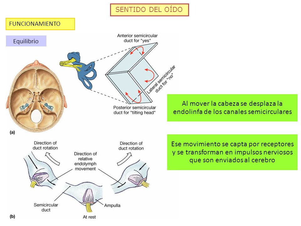 SENTIDO DEL OÍDO FUNCIONAMIENTO. Equilibrio. Al mover la cabeza se desplaza la endolinfa de los canales semicirculares.