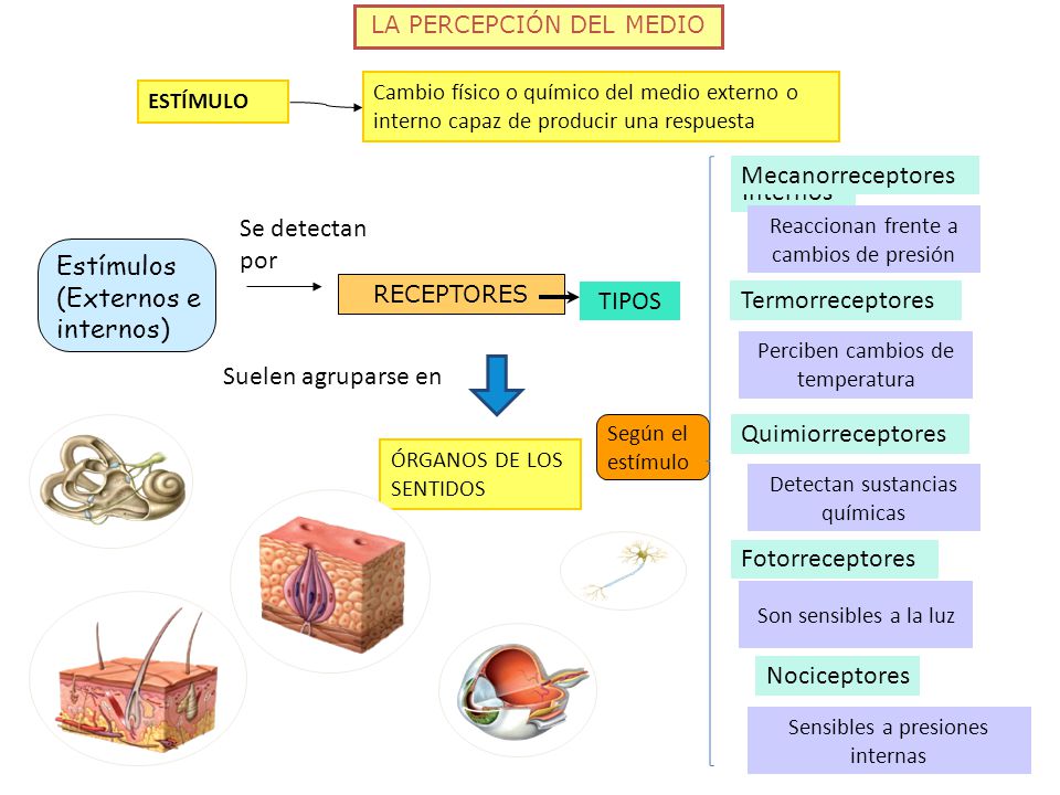 Estímulos (Externos e internos) TIPOS Termorreceptores