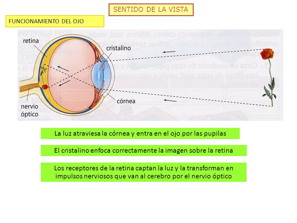 La luz atraviesa la córnea y entra en el ojo por las pupilas