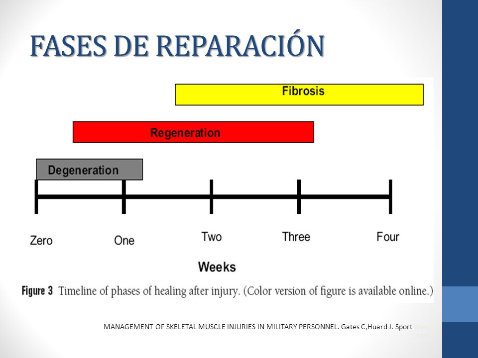 FASES DE REPARACIÓN MANAGEMENT OF SKELETAL MUSCLE INJURIES IN MILITARY PERSONNEL.