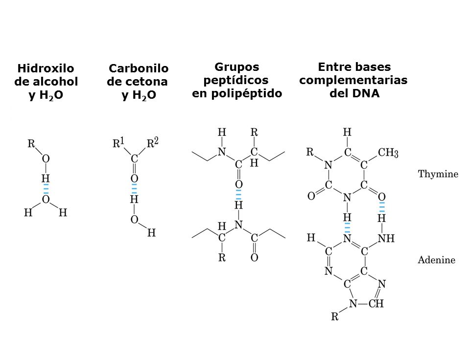 Hidroxilo de alcohol. y H2O. Carbonilo. de cetona. Grupos. peptídicos. en polipéptido. Entre bases.