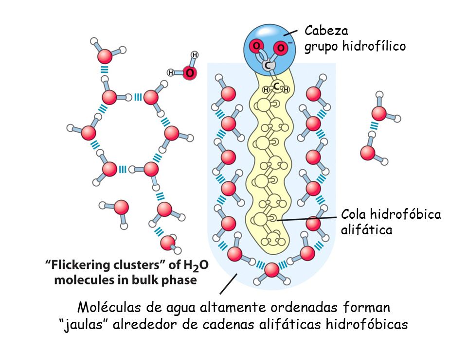 Moléculas de agua altamente ordenadas forman jaulas alrededor de cadenas alifáticas hidrofóbicas