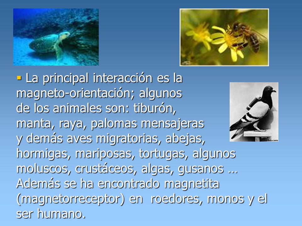 La principal interacción es la magneto-orientación; algunos de los animales son: tiburón, manta, raya, palomas mensajeras y demás aves migratorias, abejas, hormigas, mariposas, tortugas, algunos moluscos, crustáceos, algas, gusanos … Además se ha encontrado magnetita (magnetorreceptor) en roedores, monos y el ser humano.