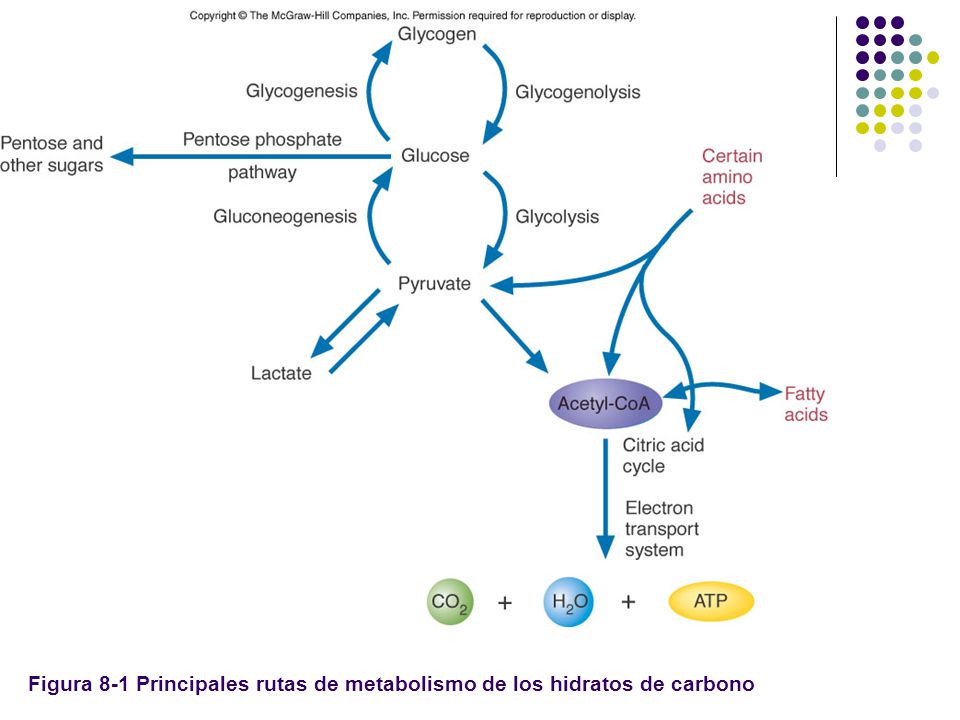 Figura 8-1 Principales rutas de metabolismo de los hidratos de carbono