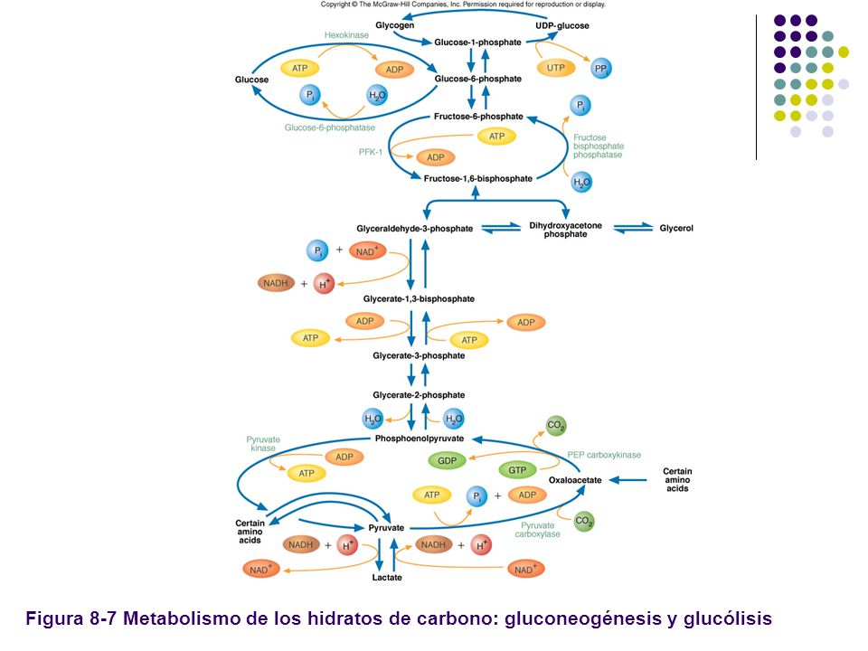 Figura 8-7 Metabolismo de los hidratos de carbono: gluconeogénesis y glucólisis