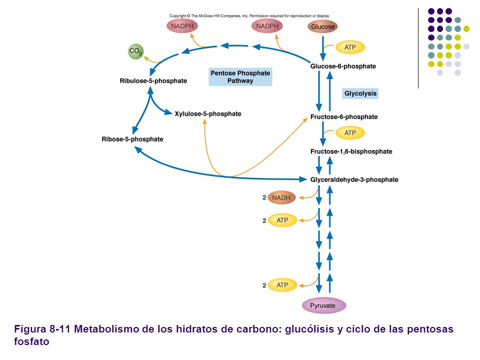 Figura 8-11 Metabolismo de los hidratos de carbono: glucólisis y ciclo de las pentosas fosfato