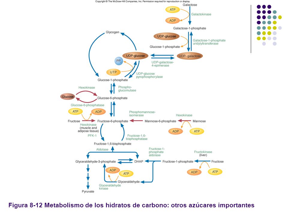 Figura 8-12 Metabolismo de los hidratos de carbono: otros azúcares importantes