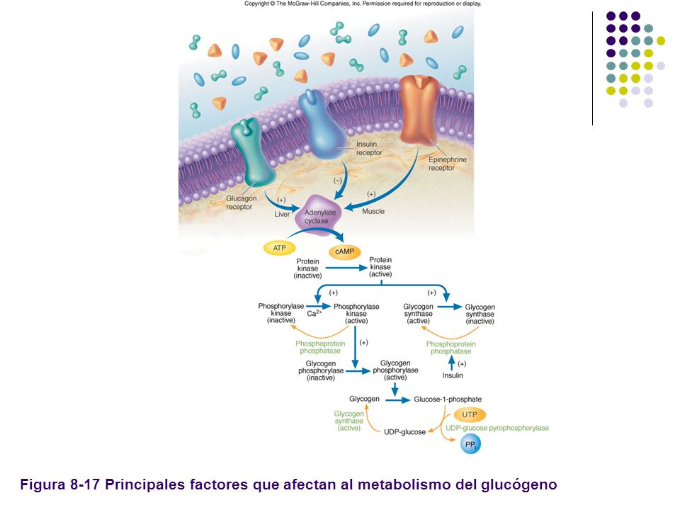 Figura 8-17 Principales factores que afectan al metabolismo del glucógeno