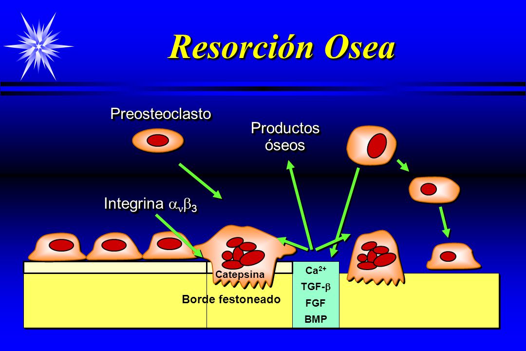 Resorción Osea Preosteoclasto Productos óseos Integrina anb3