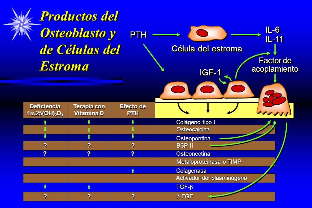Productos del Osteoblasto y de Células del Estroma