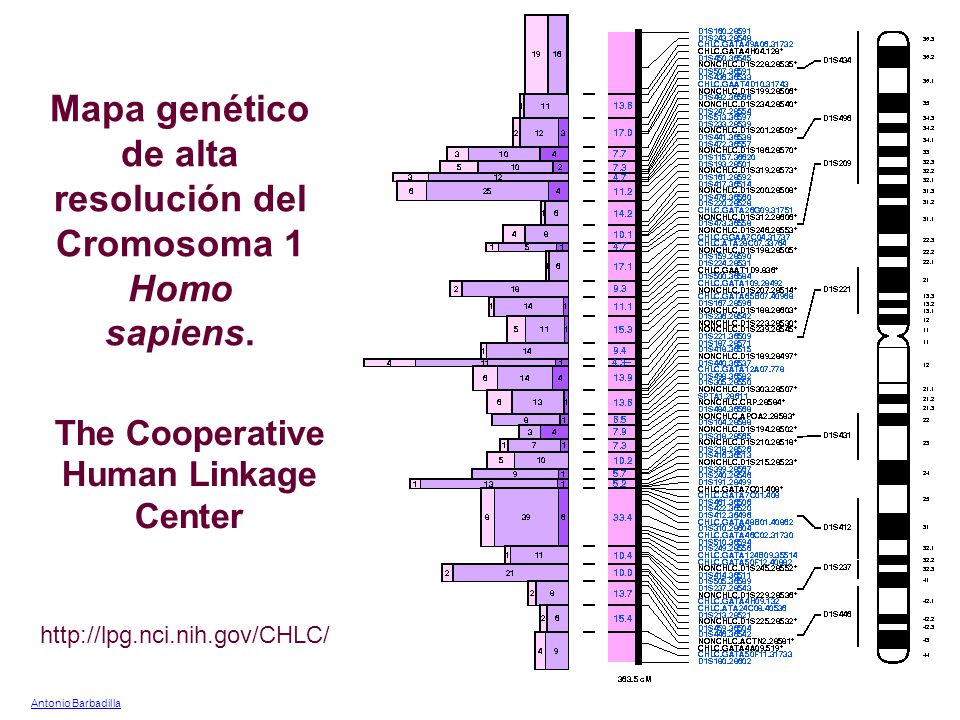 Mapa genético de alta resolución del Cromosoma 1 Homo sapiens.