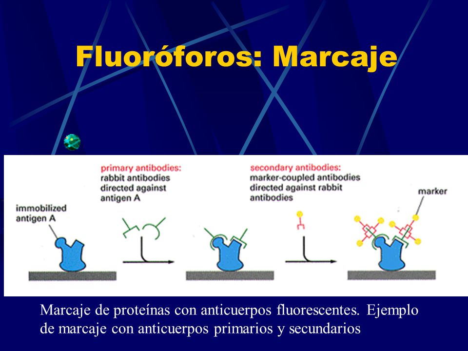 Fluoróforos: Marcaje Marcaje de proteínas con anticuerpos fluorescentes.