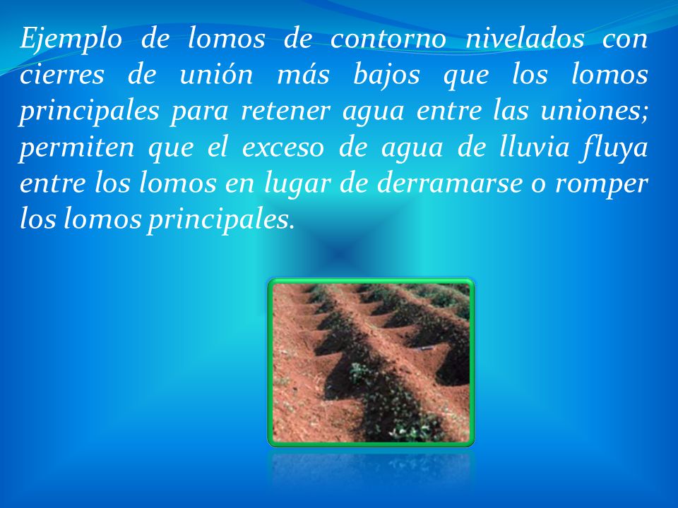 Ejemplo de lomos de contorno nivelados con cierres de unión más bajos que los lomos principales para retener agua entre las uniones; permiten que el exceso de agua de lluvia fluya entre los lomos en lugar de derramarse o romper los lomos principales.