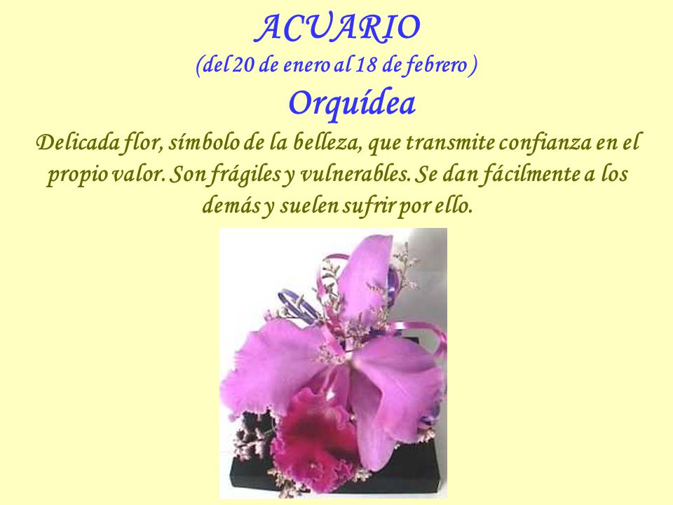 (del 20 de enero al 18 de febrero ) Orquídea