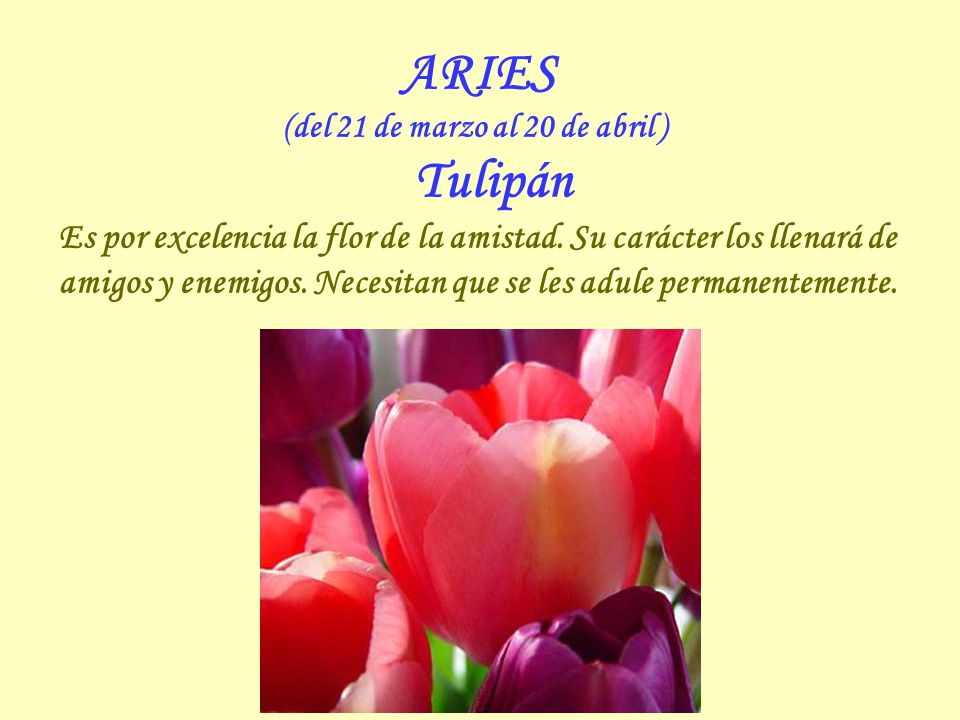 (del 21 de marzo al 20 de abril ) Tulipán
