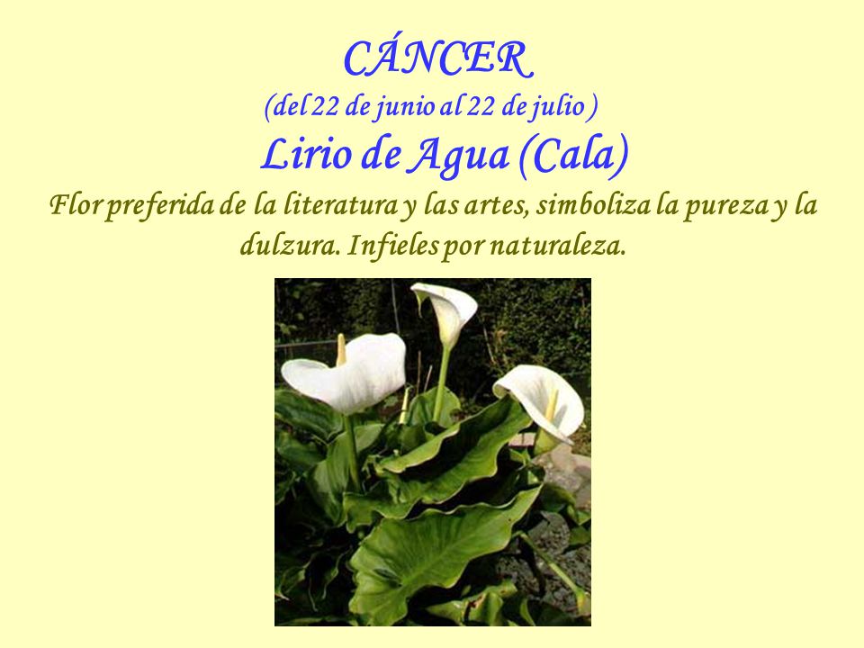 (del 22 de junio al 22 de julio ) Lirio de Agua (Cala)
