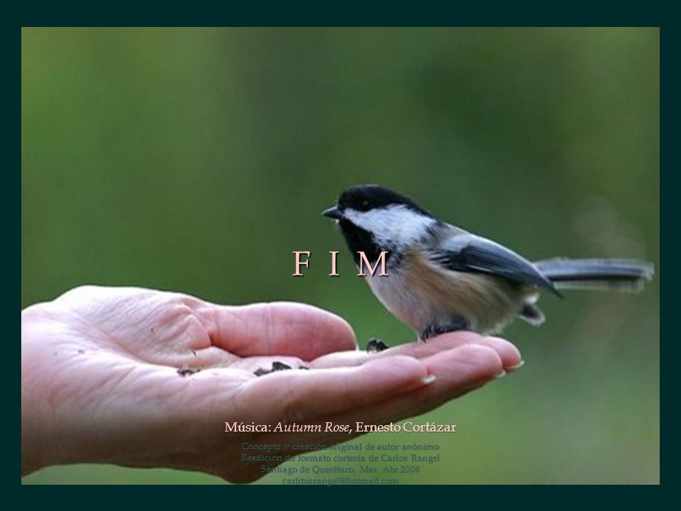 F I M Música: Autumn Rose, Ernesto Cortázar