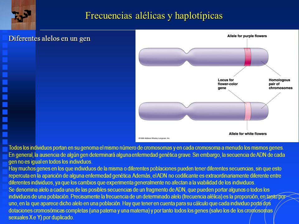 Frecuencias alélicas y haplotípicas
