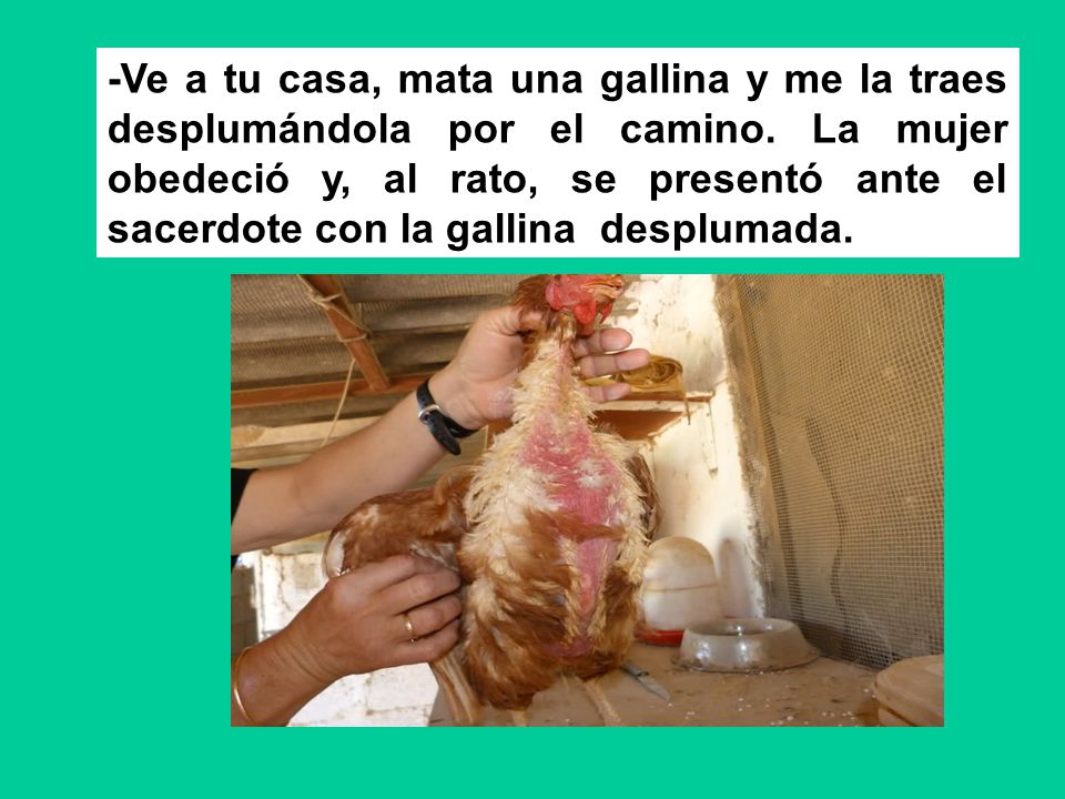 -Ve a tu casa, mata una gallina y me la traes desplumándola por el camino.