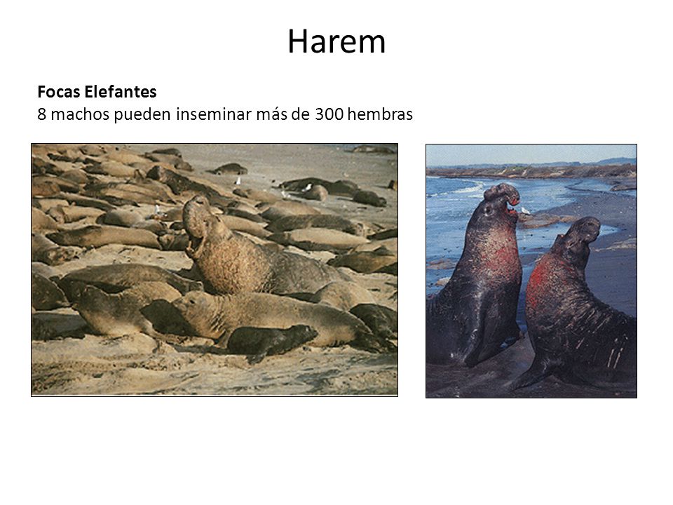 Harem Focas Elefantes 8 machos pueden inseminar más de 300 hembras