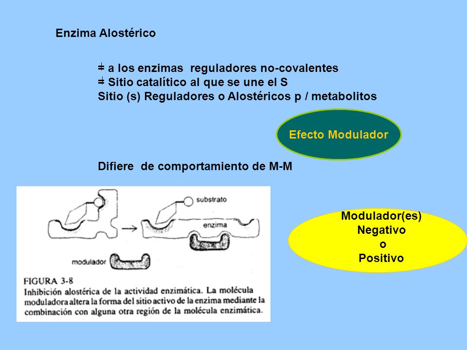 Enzima Alostérico = a los enzimas reguladores no-covalentes. = Sitio catalítico al que se une el S.
