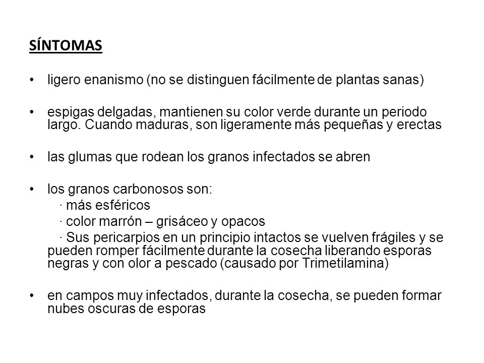 SÍNTOMAS ligero enanismo (no se distinguen fácilmente de plantas sanas)