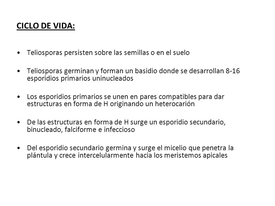 CICLO DE VIDA: Teliosporas persisten sobre las semillas o en el suelo