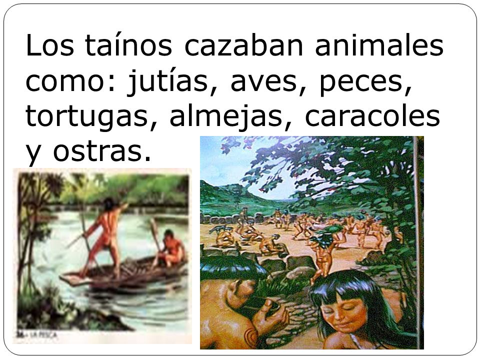 Los taínos cazaban animales como: jutías, aves, peces, tortugas, almejas, caracoles y ostras.