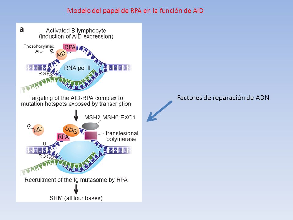 Modelo del papel de RPA en la función de AID