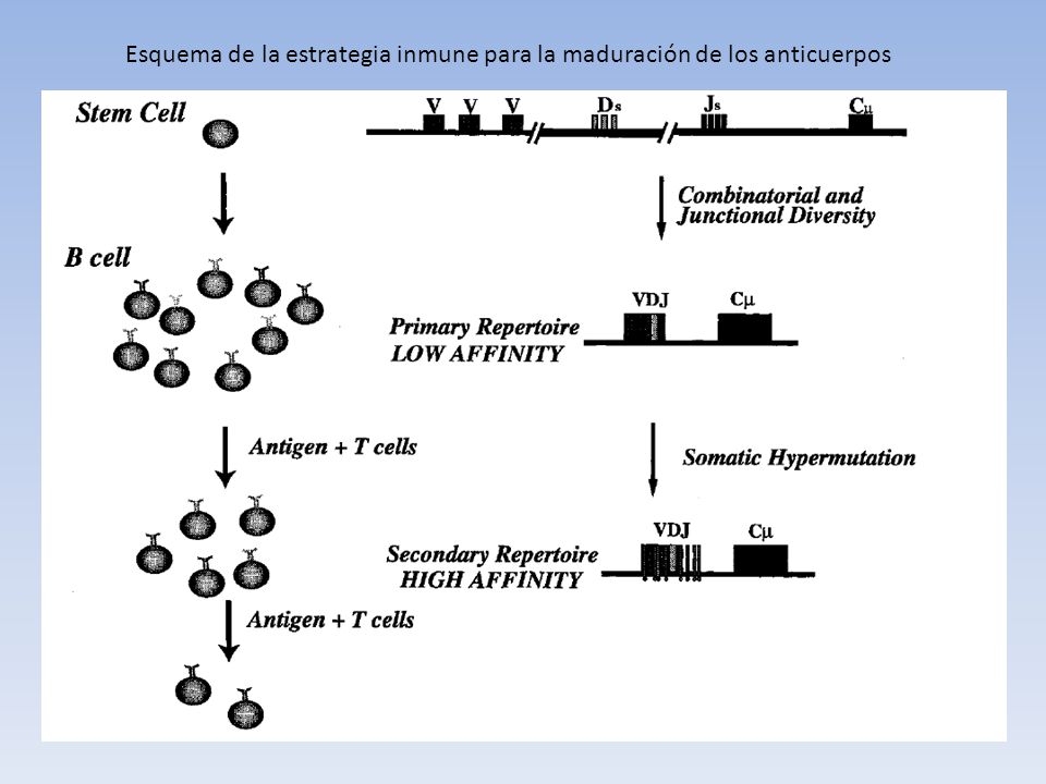 Esquema de la estrategia inmune para la maduración de los anticuerpos
