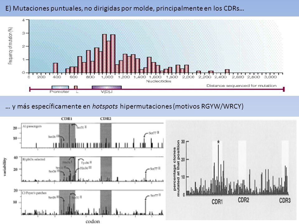 E) Mutaciones puntuales, no dirigidas por molde, principalmente en los CDRs…