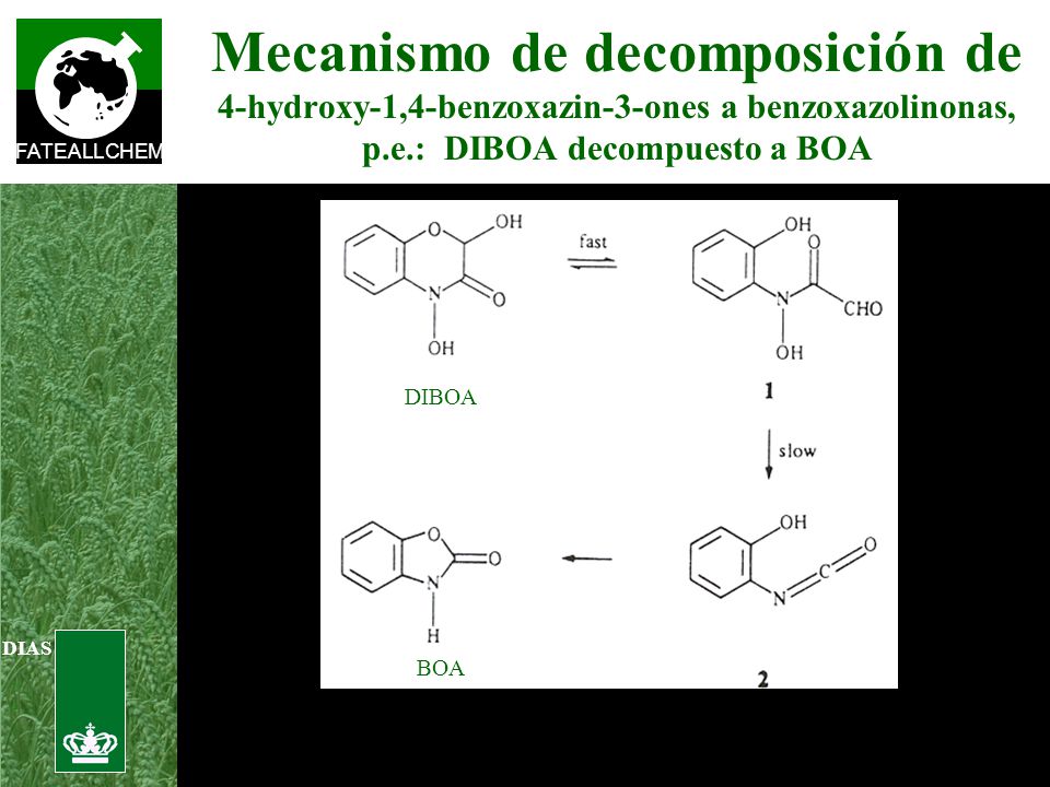 Mecanismo de decomposición de 4-hydroxy-1,4-benzoxazin-3-ones a benzoxazolinonas, p.e.: DIBOA decompuesto a BOA