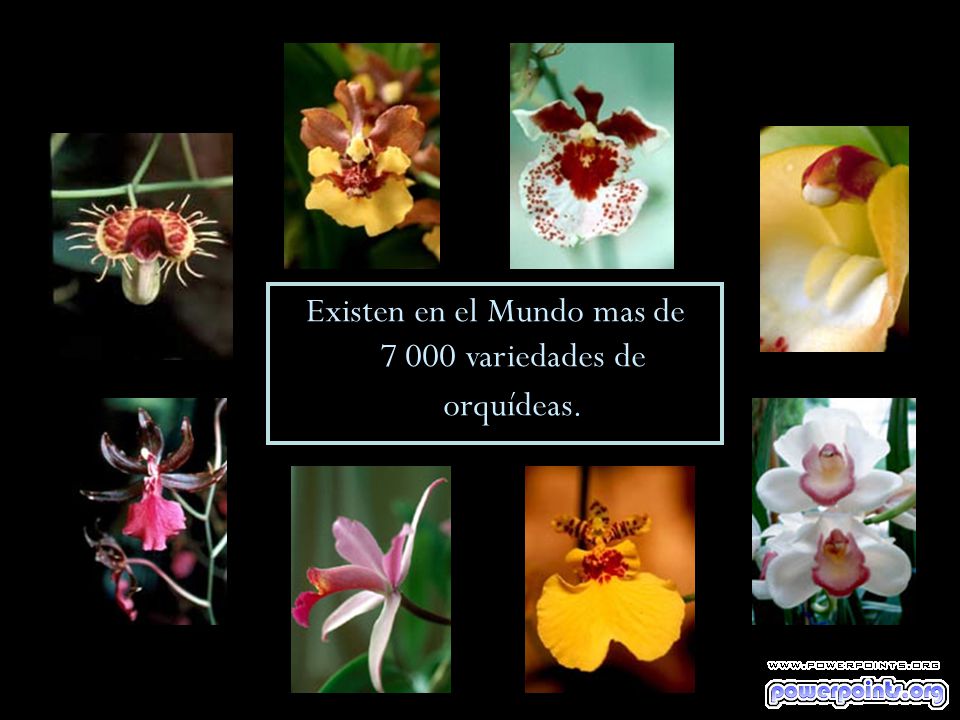 Existen en el Mundo mas de variedades de orquídeas.