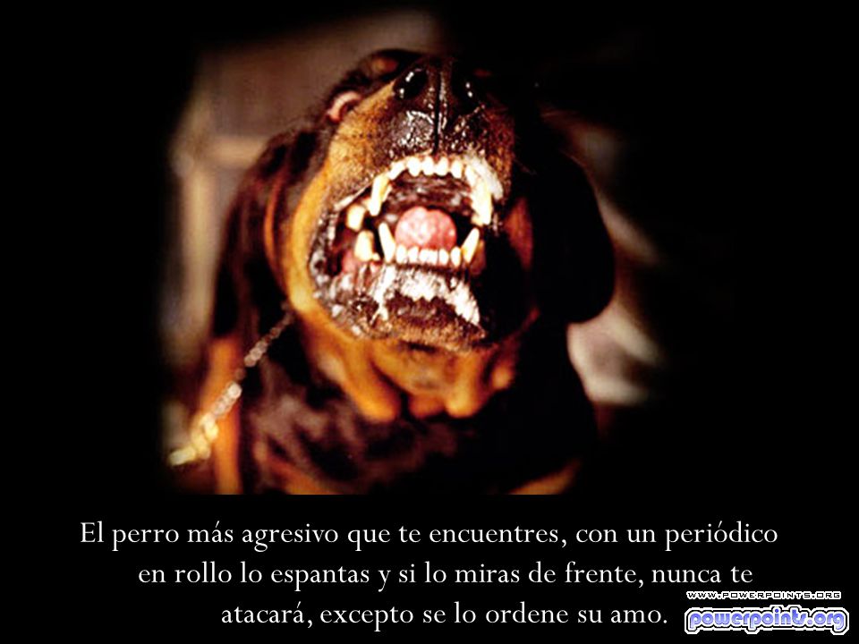 El perro más agresivo que te encuentres, con un periódico en rollo lo espantas y si lo miras de frente, nunca te atacará, excepto se lo ordene su amo.
