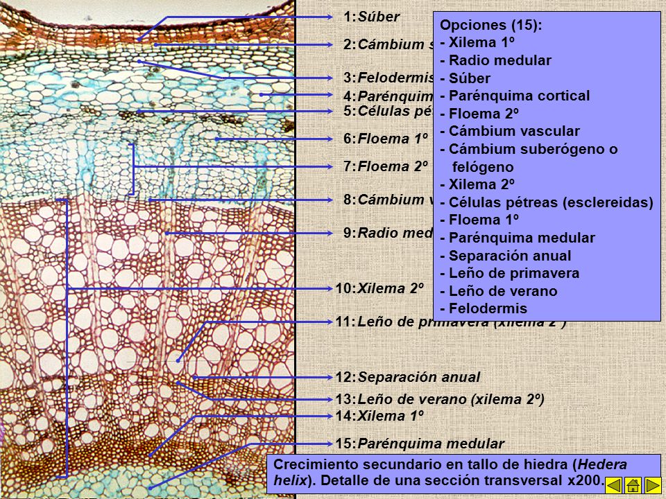 1: Súber. Opciones (15): - Xilema 1º. - Radio medular. - Súber. - Parénquima cortical. - Floema 2º.