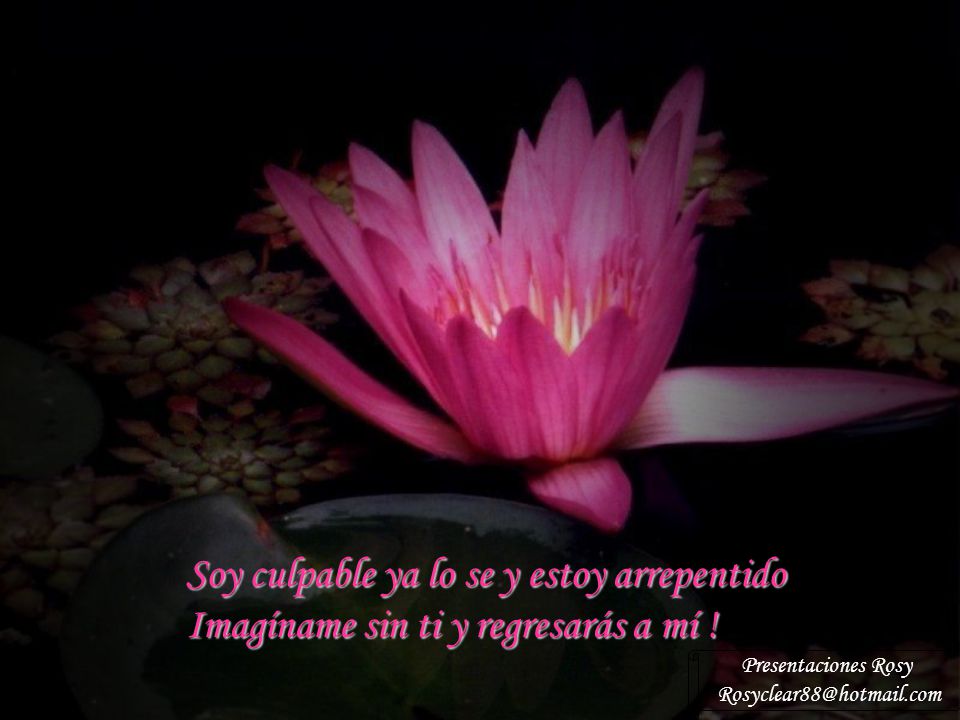 Soy culpable ya lo se y estoy arrepentido Imagíname sin ti y regresarás a mí !