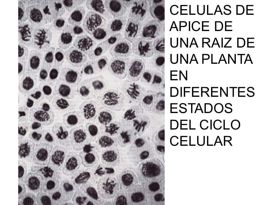 CELULAS DE APICE DE UNA RAIZ DE UNA PLANTA EN DIFERENTES ESTADOS DEL CICLO CELULAR